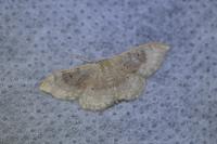 Idaea degeneraria