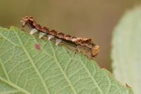 Thyatira batis