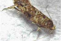 Acrolepia autumnitella