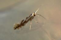Phyllonorycter