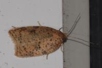 Acleris ferrugana/notana