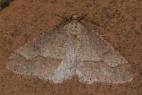 Phigaliohybernia marginaria