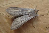 Cucullia umbratica