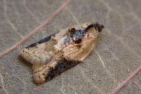 Acleris