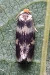 Etainia