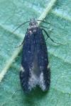 Aproaerema anthyllidella