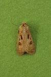 Agrotis exclamationis