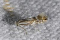Phyllonorycter rajella