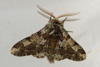 Biston strataria