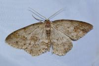 Ectropis crepuscularia