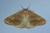 Phigaliohybernia marginaria