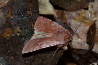 Cerastis rubricosa