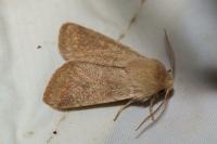 Orthosia cruda