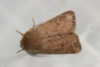 Orthosia cruda