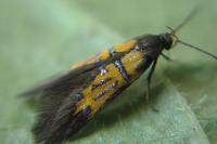 Schiffermuelleria schaefferella