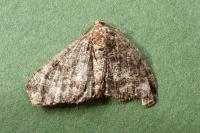 Parectropis similaria