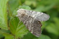 Drymonia ruficornis