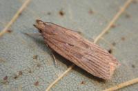 Helcystogramma triannulella