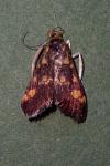 Pyrausta aurata