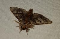 Drymonia ruficornis