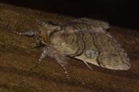 Achlya flavicornis