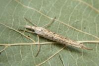 Ypsolopha mucronella