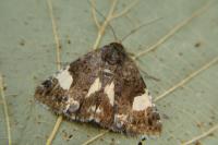 Tyta luctuosa