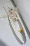 Sphrageidus similis