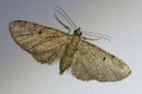 Eupithecia virgaureata