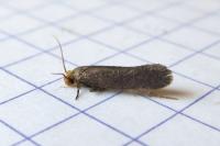 Cephimallota crassiflavella