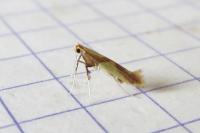 Caloptilia alchimiella