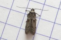 Blastobasis phycidella