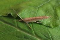 Ypsolopha mucronella