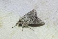 Xylocampa areola