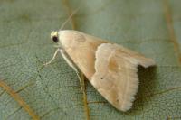 Eublemma parva