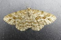 Ectropis crepuscularia