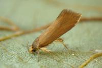 Crassa unitella