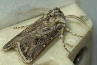 Agrotis vestigialis