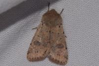 Orthosia cruda