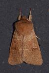 Orthosia miniosa