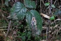 Stigmella