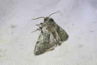 Achlya flavicornis