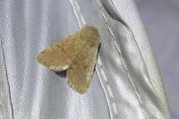 Orthosia cruda