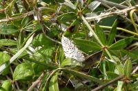 Utetheisa pulchella