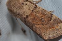 Orthosia miniosa