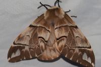 Endromis versicolora