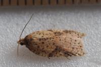 Acleris ferrugana