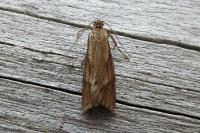 Diurnea lipsiella