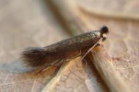 Bucculatrix nigricomella