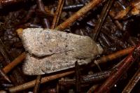 Orthosia cruda